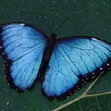 Morpho Buterfly